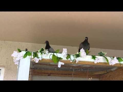Jays" Homer Pigeons