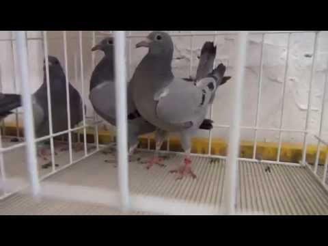 Prezentacja młodych gołębi - Vervoortów i Wyżymaczy