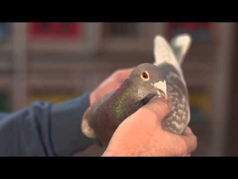 Marcel Sangers Racing Pigeons   Duiven   FAST AS LIGHTNING   Eefde   Presentation