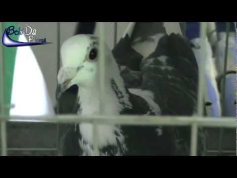 Racing Pigeon presentation on the bird exposition in Cordoba, Spain (2012)