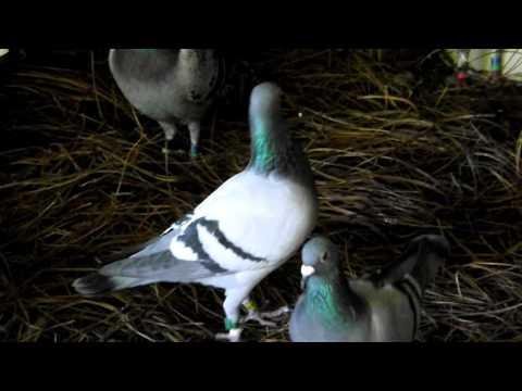Marengo Creek Farms Pigeon Racing Loft - Alabama
