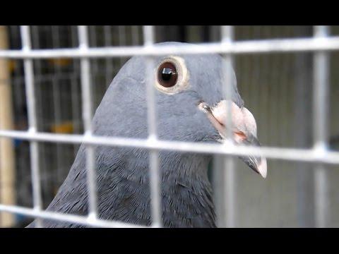 colombofilia la cria de palomas de correo - Jose Rodriguez