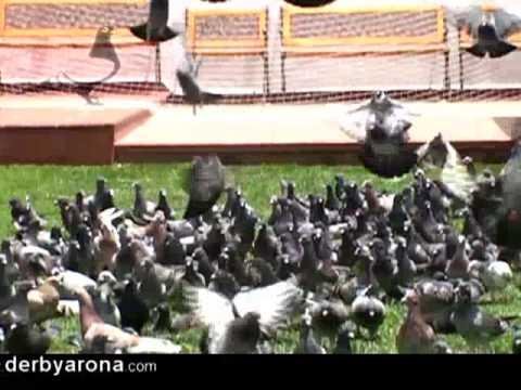 First 2010 race Movie - Pigeon Health