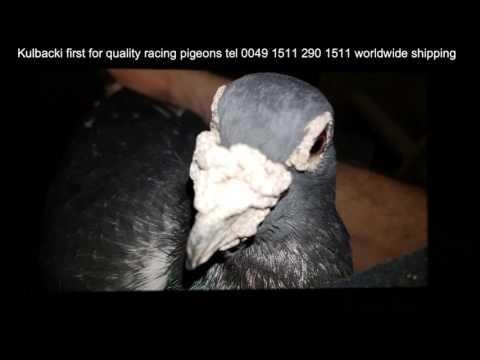 KULBACKI FIRST FOR QUALITY RACING PIGEONS MADE IN GERMANY BEST RACERS TEL  0049 1511 290 1511