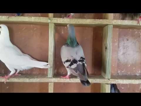 Un vistaso a las palomas para pichones 2017