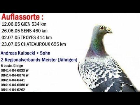 Pary rozpłodowe Zuchtpärchen der Rasse Kulbacki breeding pairs racing pigeons Germany