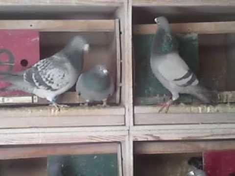Brieftauben German racing pigeons loft Mating  - Paarung Reisetauben 22.02.2013 Taubenschlag