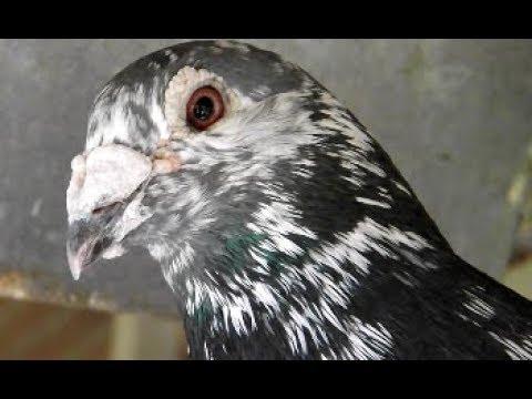 Real Madrid Loft - 340 Miles Young Bird Race - Racing Pigeons