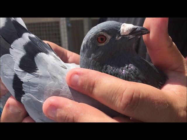 How To Remove Pigeon Feather Lice