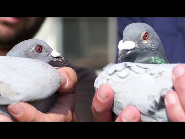 Vlog #74 QUEEN EURO Winner against 6209 pigeons