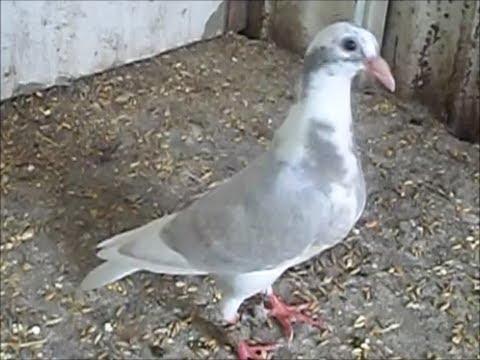 T.W.A Race Loft| Update on the Dominant Opal Pied Youngster!