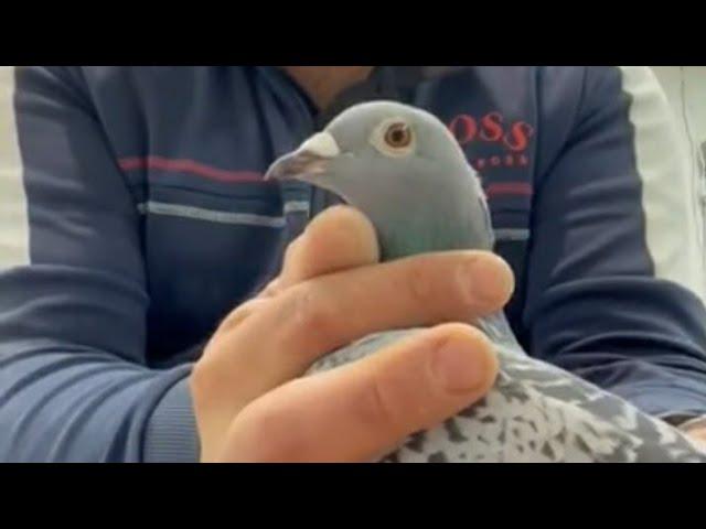 Kulbacki LUNA dynasty best pigeon of USA ???????? (San Dego,Los Angeles California) NAJLEPSZE W AMER